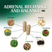 Adrennal Recharge and Balance